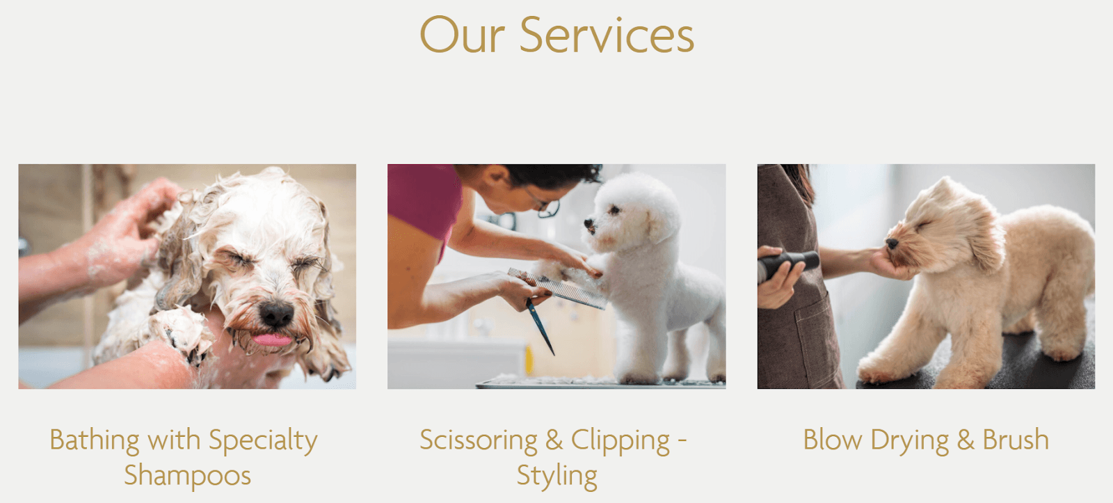 Three dogs receive grooming services: bathing, clipping, and blow-drying, akin to a content marketing agency for pets.